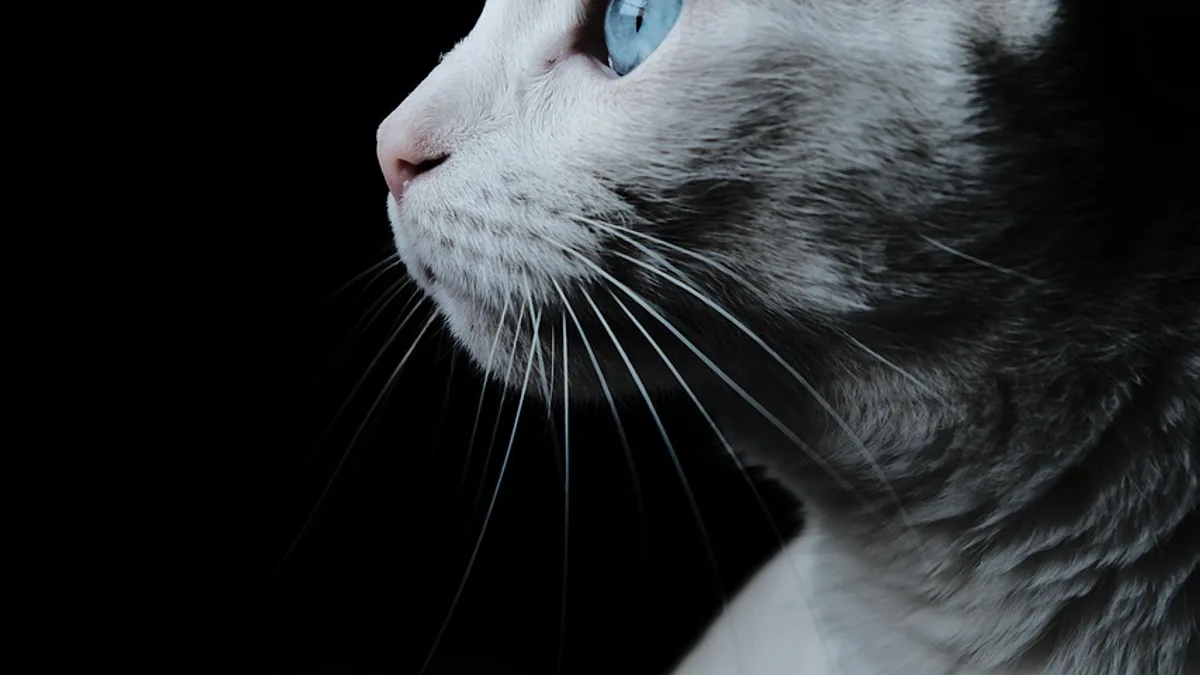 Perfektes Dating-Profil erstellen